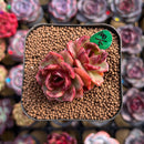 Echeveria 'Red Tan' 2" Succulent Plant Cutting