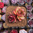 Echeveria 'Red Tan' 2" Succulent Plant Cutting