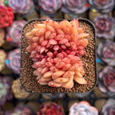Echeveria Hybrid sp. Crested 2" Unique Seed-Grown Hybrid Succulent Plant Cutting