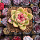 Echeveria Hybrid sp. 2" Flower Village Hybrid Succulent Plant Cutting
