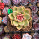 Echeveria Hybrid sp. 2" Flower Village Hybrid Succulent Plant Cutting