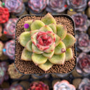 Echeveria Hybrid sp. 2" Flower Village Hybrid Succulent Plant Cutting