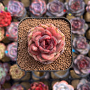 Echeveria Hybrid sp. 2" Unique Seed-Grown Hybrid Succulent Plant Cutting