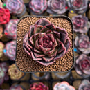 Echeveria Hybrid sp. 2" Unique Seed-Grown Hybrid Succulent Plant Cutting