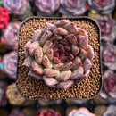 Echeveria Hybrid sp. 2" Unique Seed-Grown Hybrid Succulent Plant Cutting