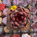 Echeveria Hybrid sp. 2" Unique Seed-Grown Hybrid Succulent Plant Cutting