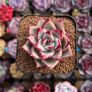 Echeveria Agavoides Hybrid sp. 2" Unique Seed-Grown Hybrid Succulent Plant Cutting