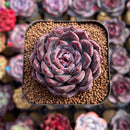 Echeveria Hybrid sp. 2" Unique Seed-Grown Hybrid Succulent Plant Cutting