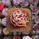 Echeveria 'Blue Dragon' Short-leaf Form 2" Succulent Plant Cutting