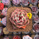 Echeveria 'Blue Dragon' Short-leaf Form 2" Succulent Plant Cutting