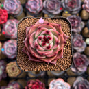 Echeveria 'Blue Dragon' Short-leaf Form 2" Succulent Plant Cutting