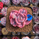 Echeveria 'Beyonce Rainbow' Variegated 2" Succulent Plant Cutting