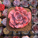 Echeveria 'Beyonce Rainbow' Variegated 2" Succulent Plant Cutting