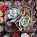 Echeveria 'Berkley Light' Variegated 2" Cluster Succulent Plant
