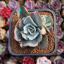 Echeveria 'Berkley Light' Variegated 2" Cluster Succulent Plant