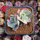 Echeveria 'Berkley Light' Variegated 2" Cluster Succulent Plant