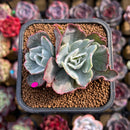 Echeveria 'Berkley Light' Variegated 2" Cluster Succulent Plant