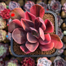 Echeveria 'Hanaikada' Variegated 1"-2" Succulent Plant Cutting