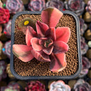 Echeveria 'Hanaikada' Variegated 1"-2" Succulent Plant Cutting