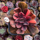 Echeveria 'Hanaikada' Variegated 1"-2" Succulent Plant Cutting