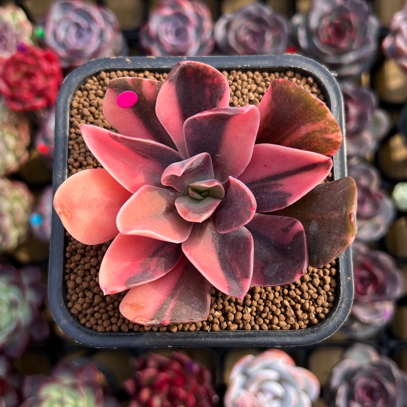 hanaikada succulent Echeveria 'Hanaikada' Variegated 1"-2" Succulent Plant Cutting
