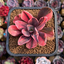 Echeveria 'Hanaikada' Variegated 2" Succulent Plant Cutting