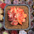 Echeveria 'Sueño' 1"-2" Succulent Plant Cutting