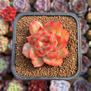 Echeveria 'Sueño' 1"-2" Succulent Plant Cutting