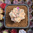 Graptoveria 'Titubans' Variegated 1” Succulent Plant