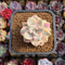 Graptoveria 'Titubans' Variegated 1” Succulent Plant
