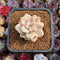 Graptoveria 'Titubans' Variegated 1” Succulent Plant
