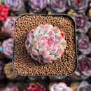 Echeveria 'Milk Smoothie' 2" Air-Magic Seed-Grown Hybrid Succulent Plant