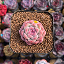 Echeveria 'Milk Smoothie' 2" Air-Magic Seed-Grown Hybrid Succulent Plant