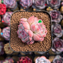 Echeveria 'Milk Smoothie' 2" Air-Magic Seed-Grown Hybrid Succulent Plant