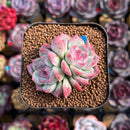 Echeveria 'Milk Smoothie' 2" Air-Magic Seed-Grown Hybrid Succulent Plant