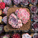 Echeveria 'Milk Smoothie' 2" Air-Magic Seed-Grown Hybrid Succulent Plant