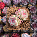 Echeveria 'Milk Smoothie' 2" Air-Magic Seed-Grown Hybrid Succulent Plant