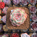 Echeveria 'Milk Smoothie' 2" Air-Magic Seed-Grown Hybrid Succulent Plant