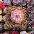 Echeveria 'Milk Smoothie' 2" Air-Magic Seed-Grown Hybrid Succulent Plant
