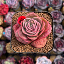 Echeveria Agavoides 'Raja' 2" Succulent Plant