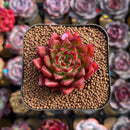 Echeveria Agavoides 'Fillite' 2" Succulent Plant