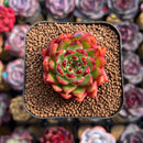 Echeveria Agavoides 'Fillite' 2" Succulent Plant