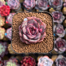 Echeveria sp. 1"-2" Succulent Plant Cutting