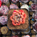 Echeveria sp. 1" Succulent Plant Cutting