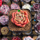 Echeveria sp. 1" Succulent Plant Cutting