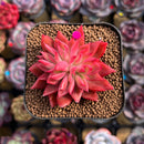 Echeveria 'Flame' 2" Hwaga Original Hybrid Succulent Plant Cutting
