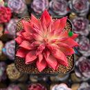 Echeveria 'Flame' 2" Hwaga Original Hybrid Succulent Plant Cutting