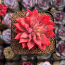 Echeveria 'Flame' 2" Hwaga Original Hybrid Succulent Plant Cutting