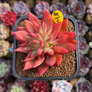 Echeveria 'Flame' 2" Hwaga Original Hybrid Succulent Plant Cutting