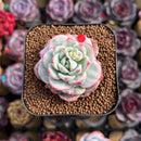 Sedeveria 'Pudgy' Variegated 1"-2" Succulent Plant